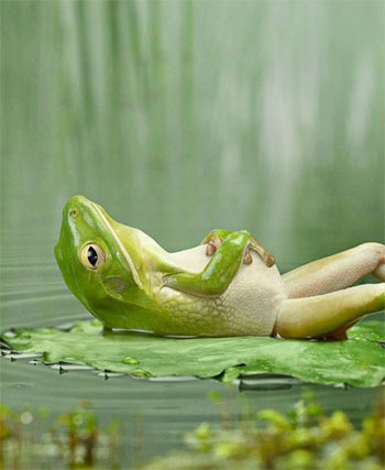 relaxing-frog